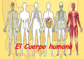 O CORPO HUMANO. ACTIVIDADES CLIC