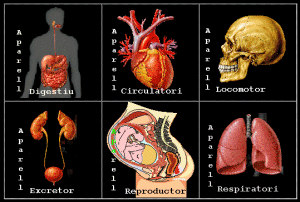 O corpo humano-2